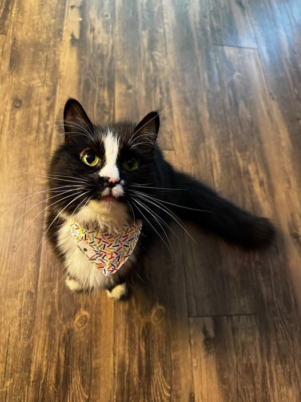 Ramen Cat Snap Bandana