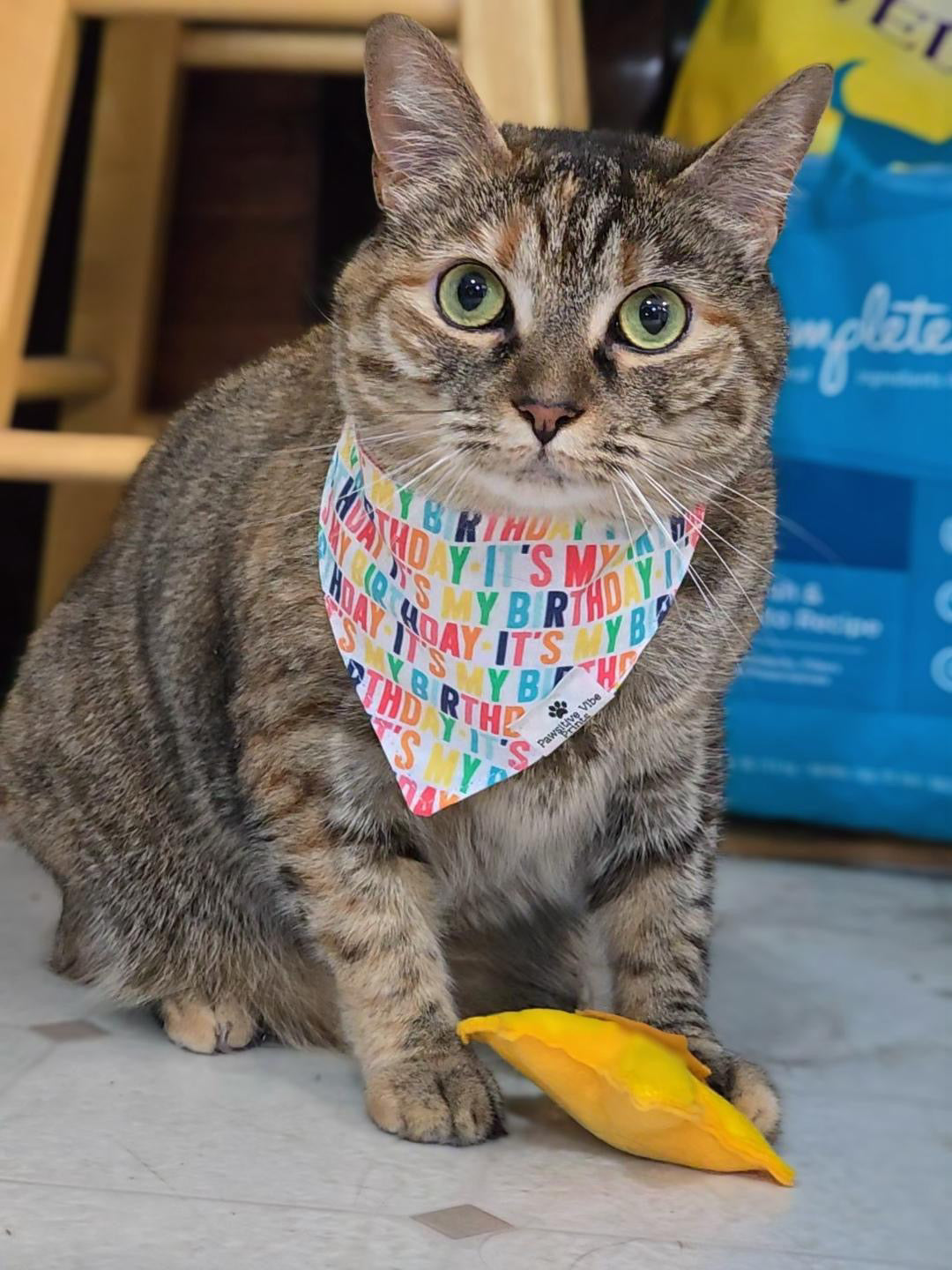 Daisies Cat Snap Bandana