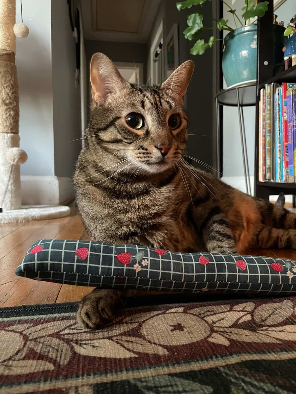 Carbs Cat Kicker