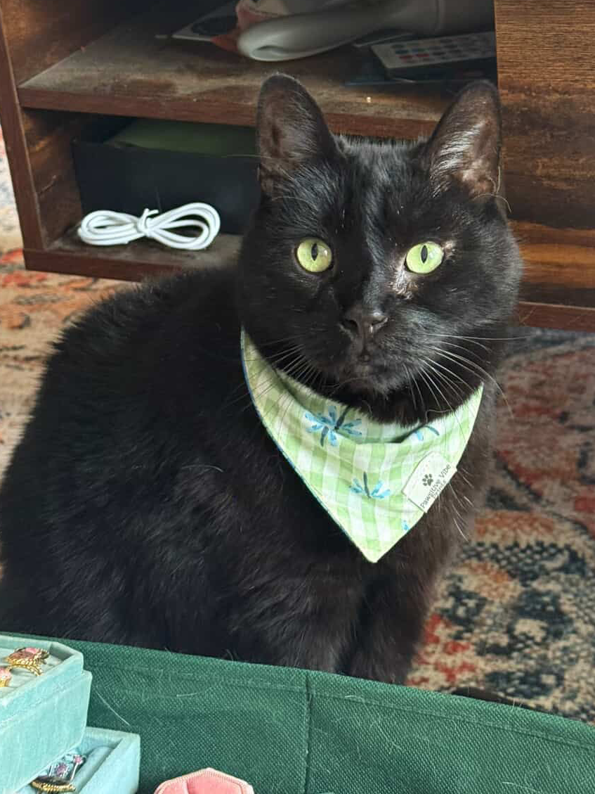 Dragonfly Cat Snap Bandana