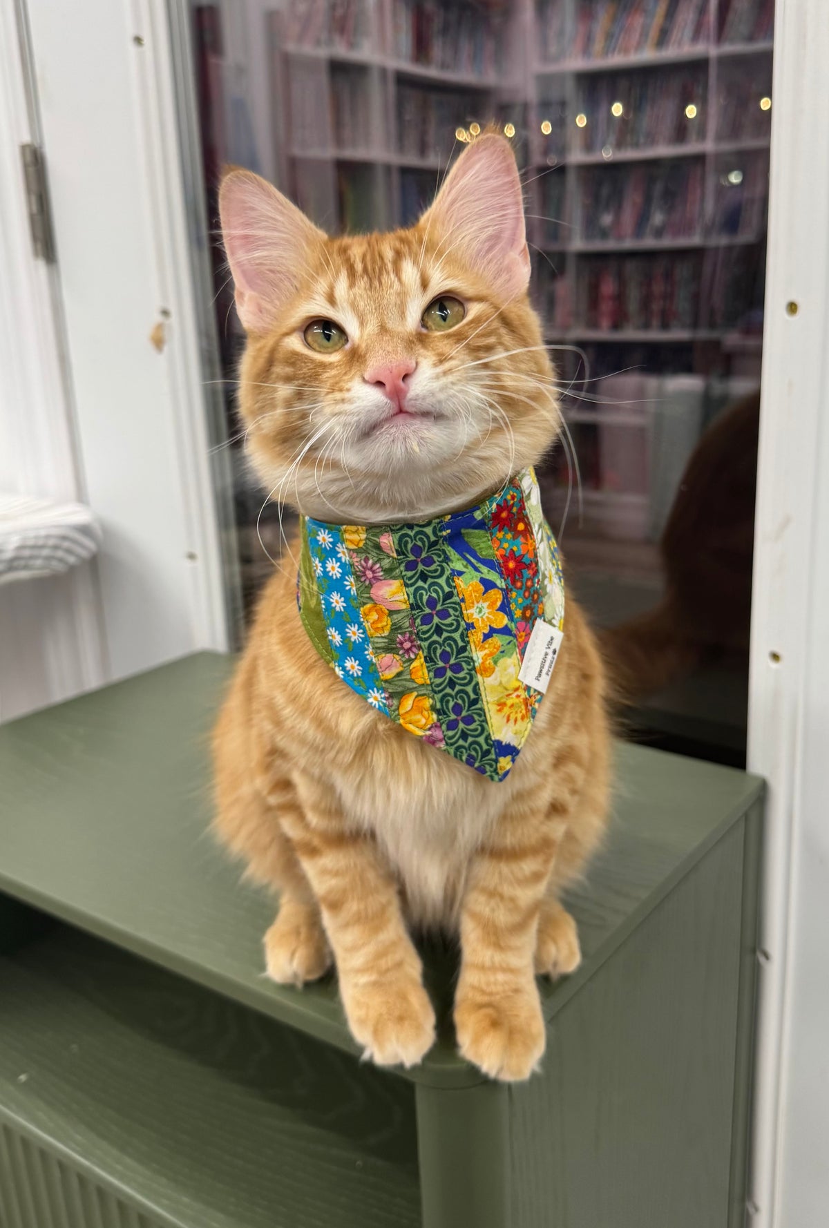 Fall Cat Snap Bandana