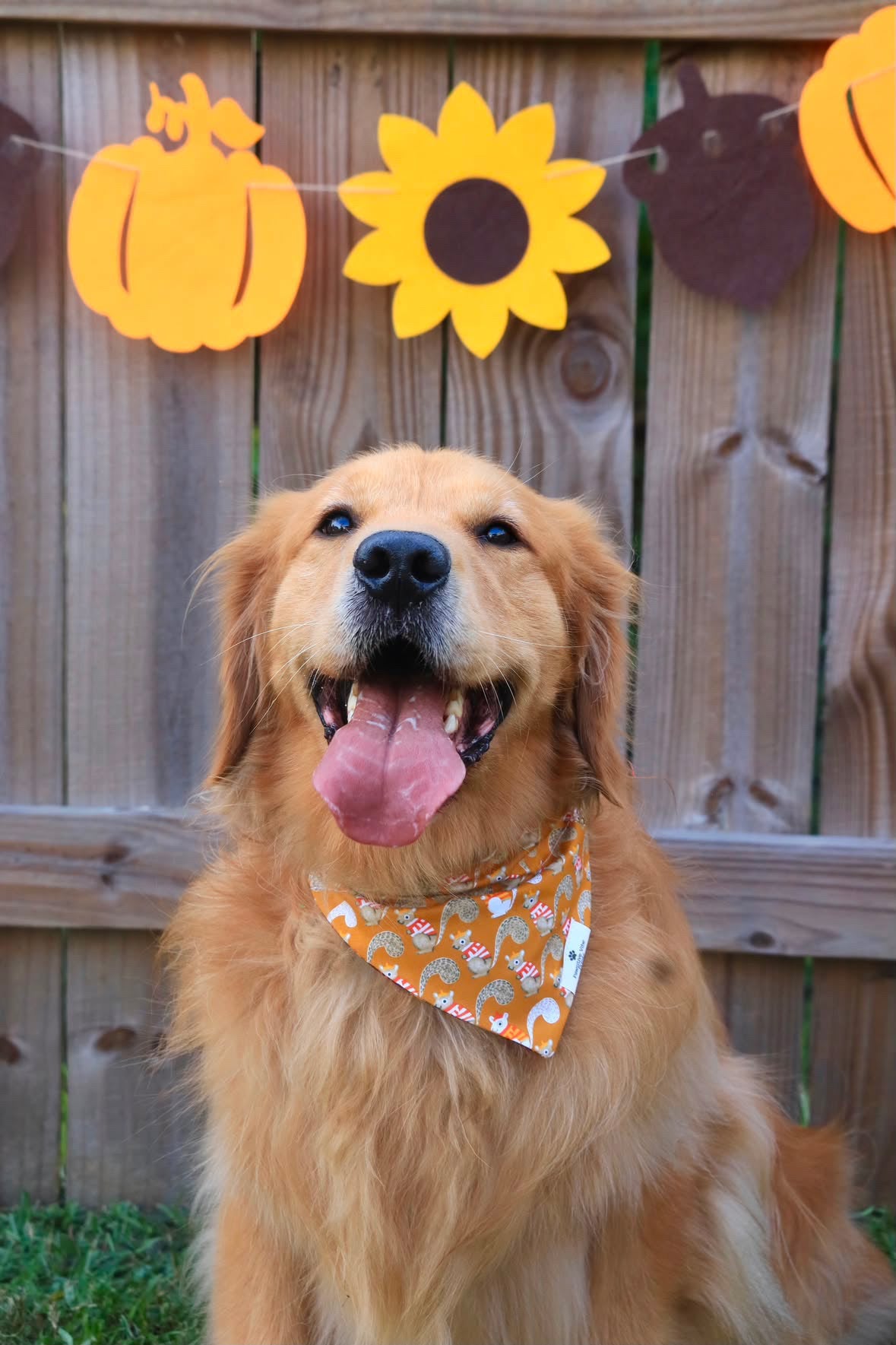 Squirrel Forest Dog Bandana