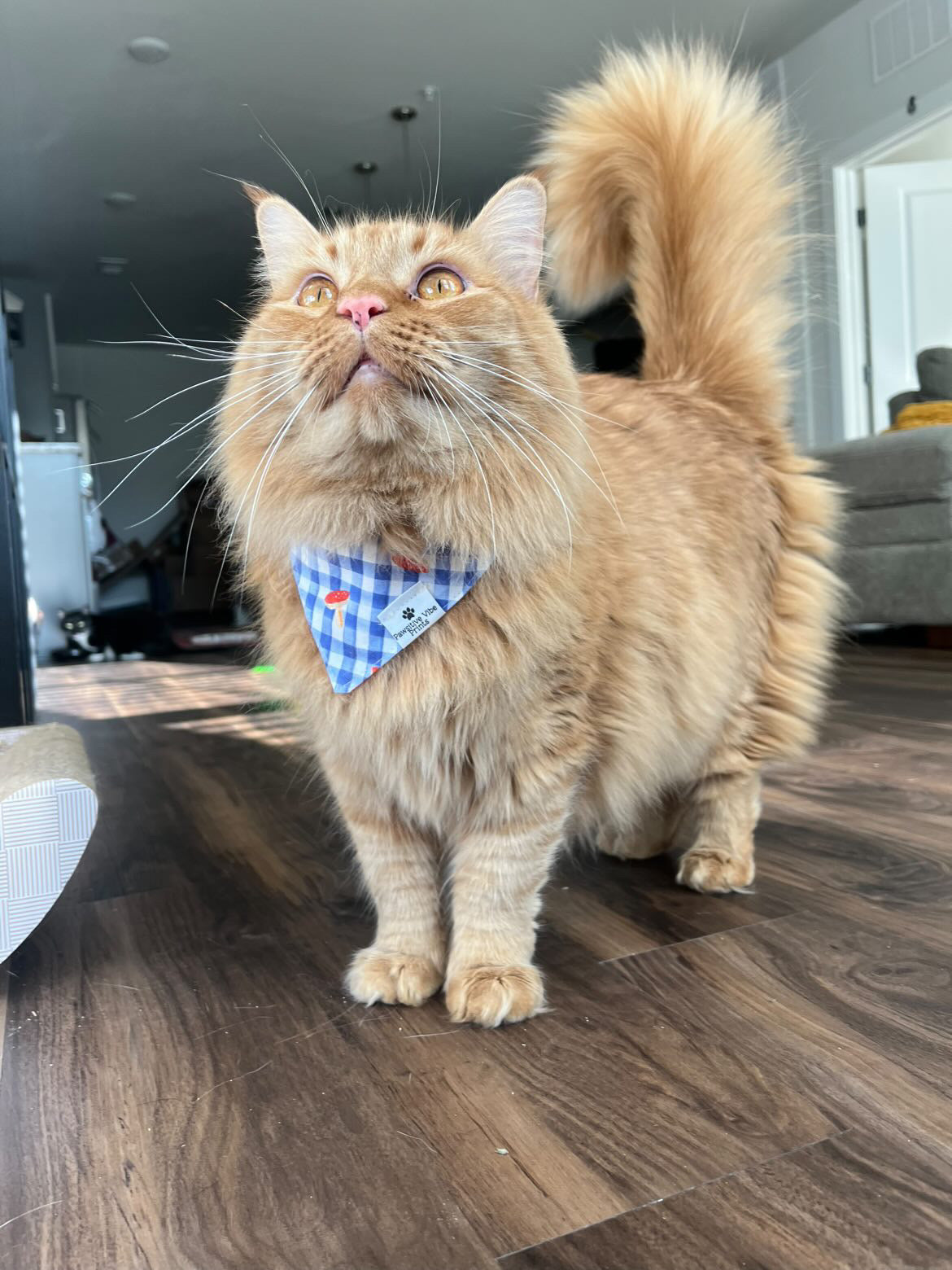 Mushroom Snap Bandana
