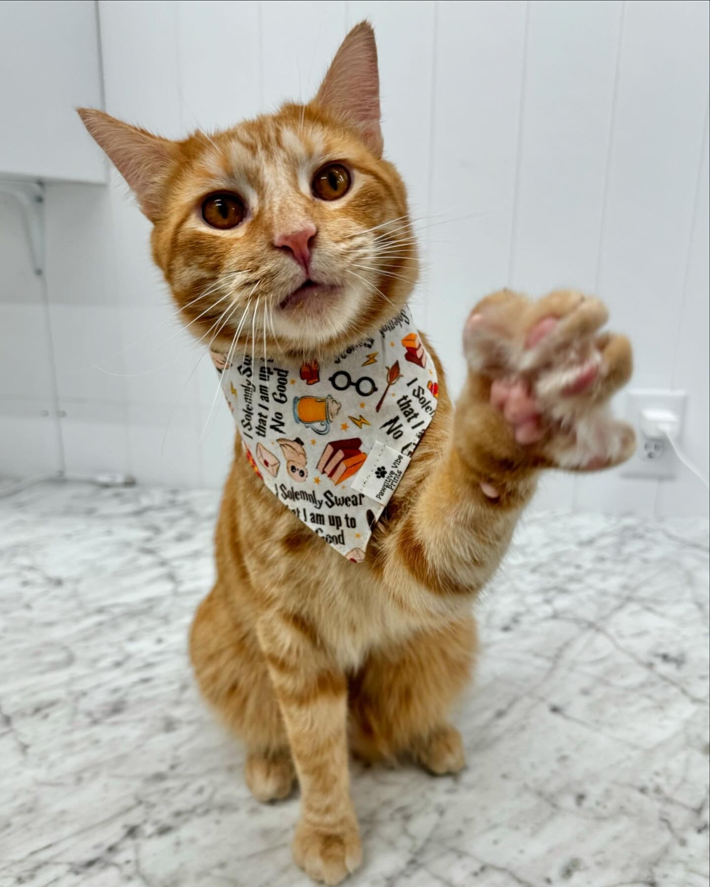 Cafe Cat Snap Bandana