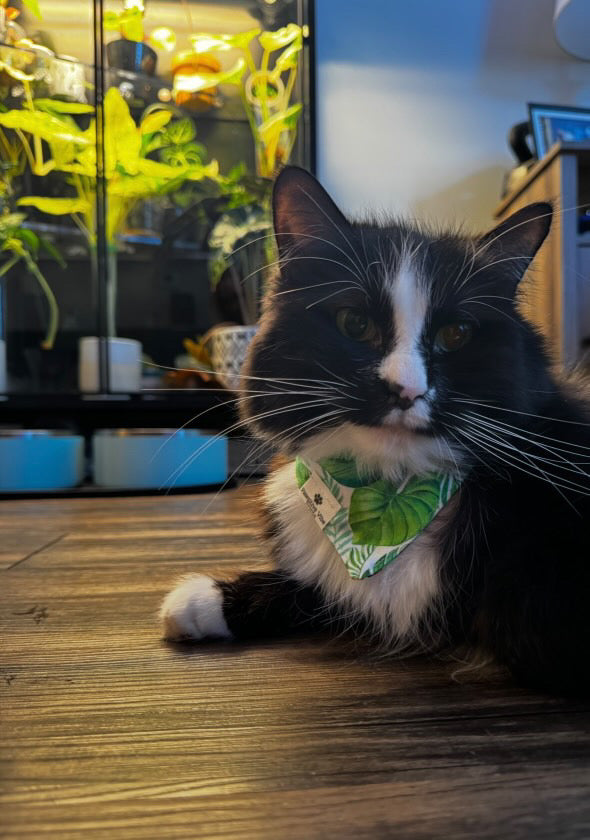 Capybara Cat Snap Bandana