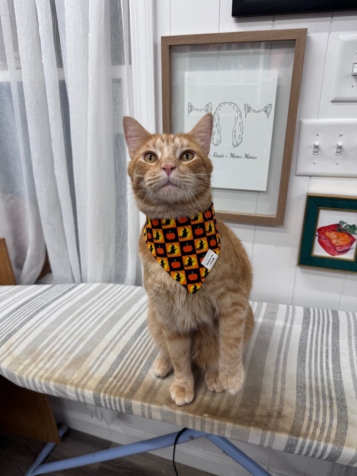 Halloween Cat Snap Bandana