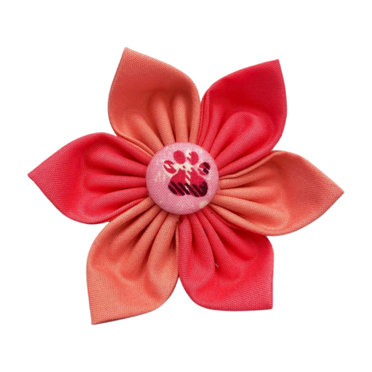 Shades of Red Collar Flower