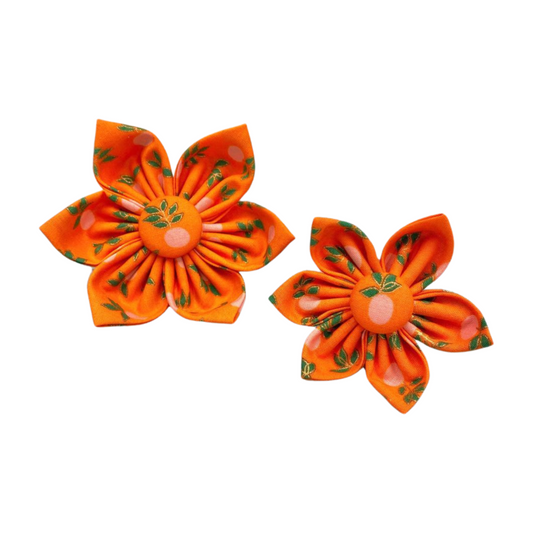 Orange Collar Flower