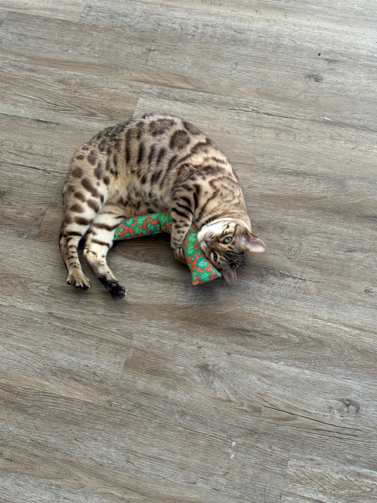 Tropical Christmas Cat Kicker