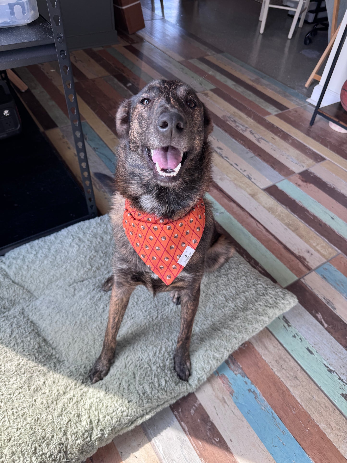 Acorn Dog Bandana