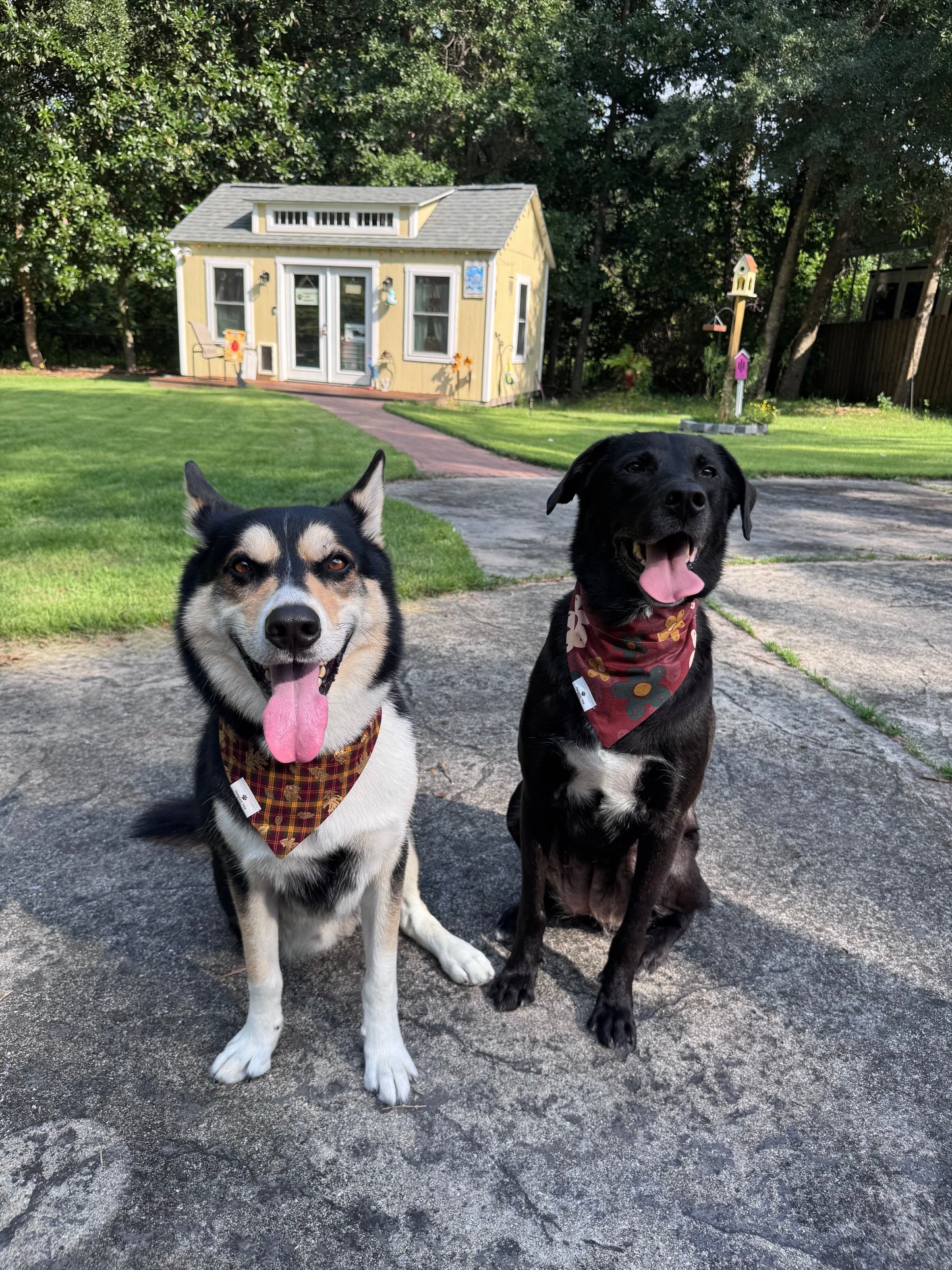 Flying Fall Critters Dog Bandana