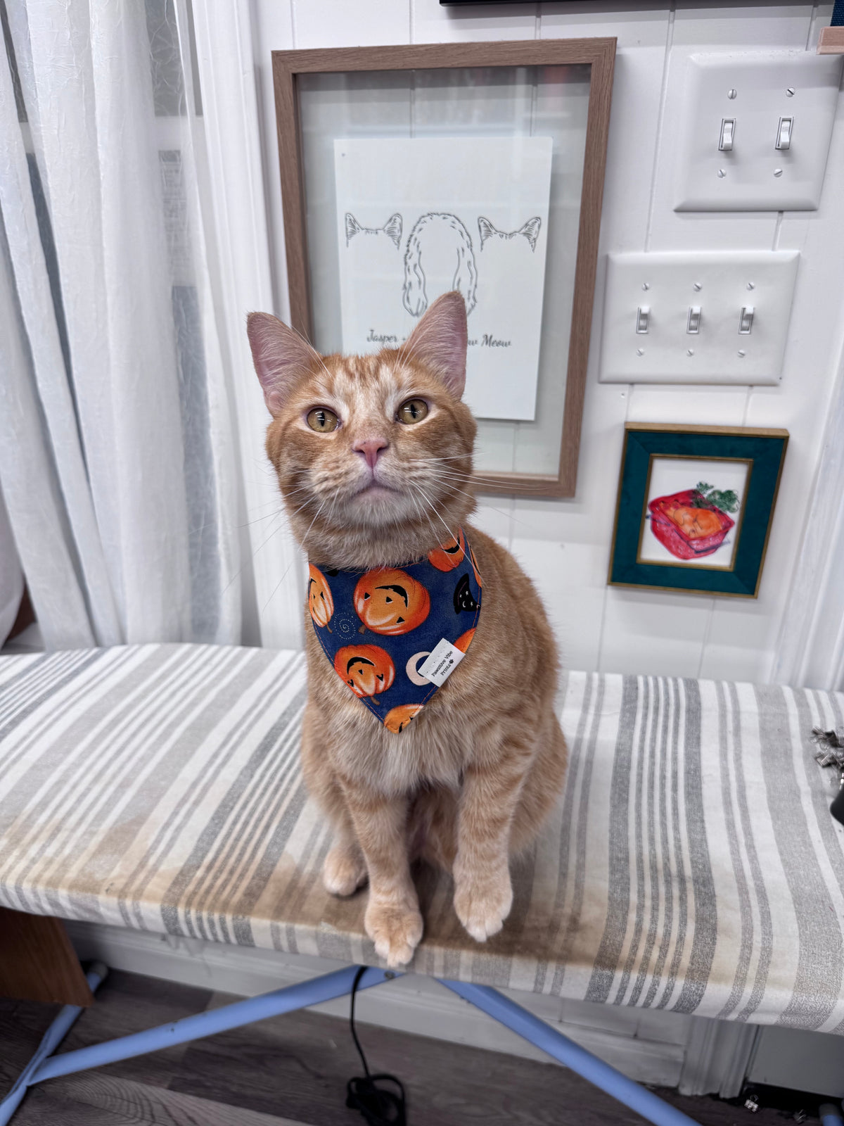 Jack O Lantern Cat Snap Bandana