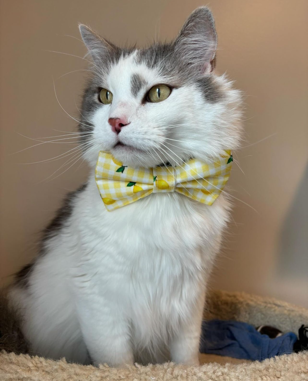 Santa Claus Bow Tie