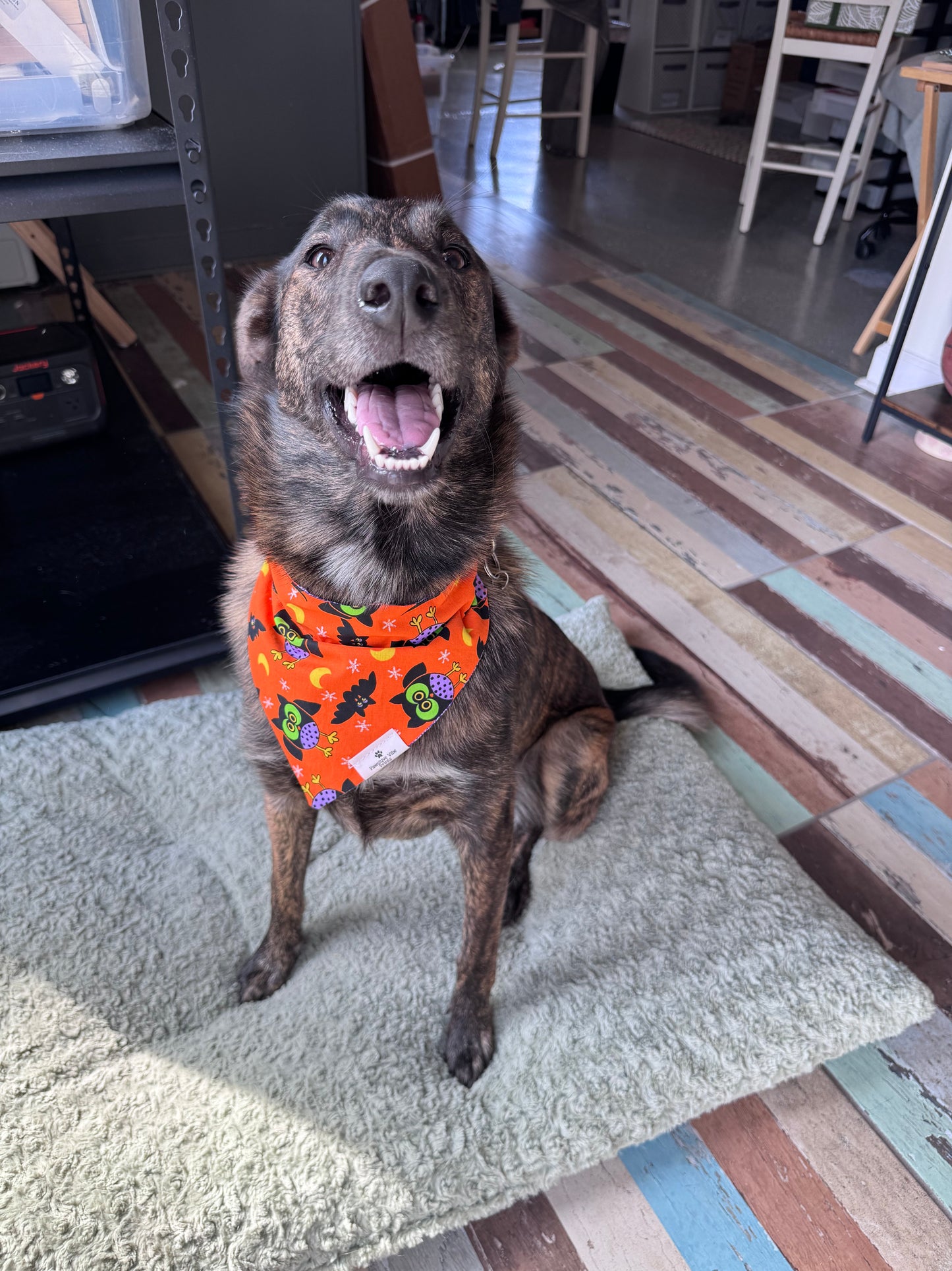 Vintage Halloween Dog Bandana