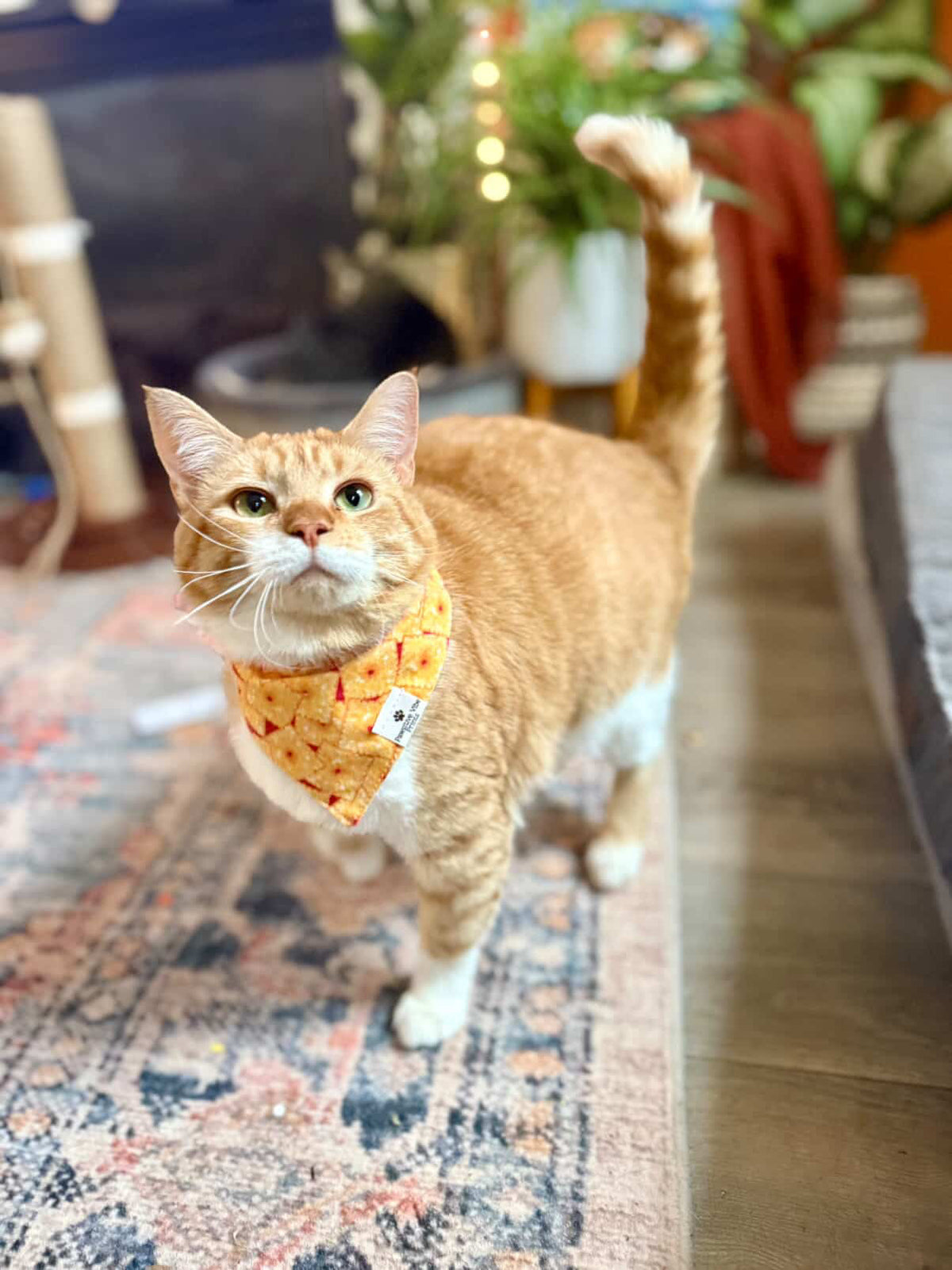 Thanksgiving Cat Snap Bandana