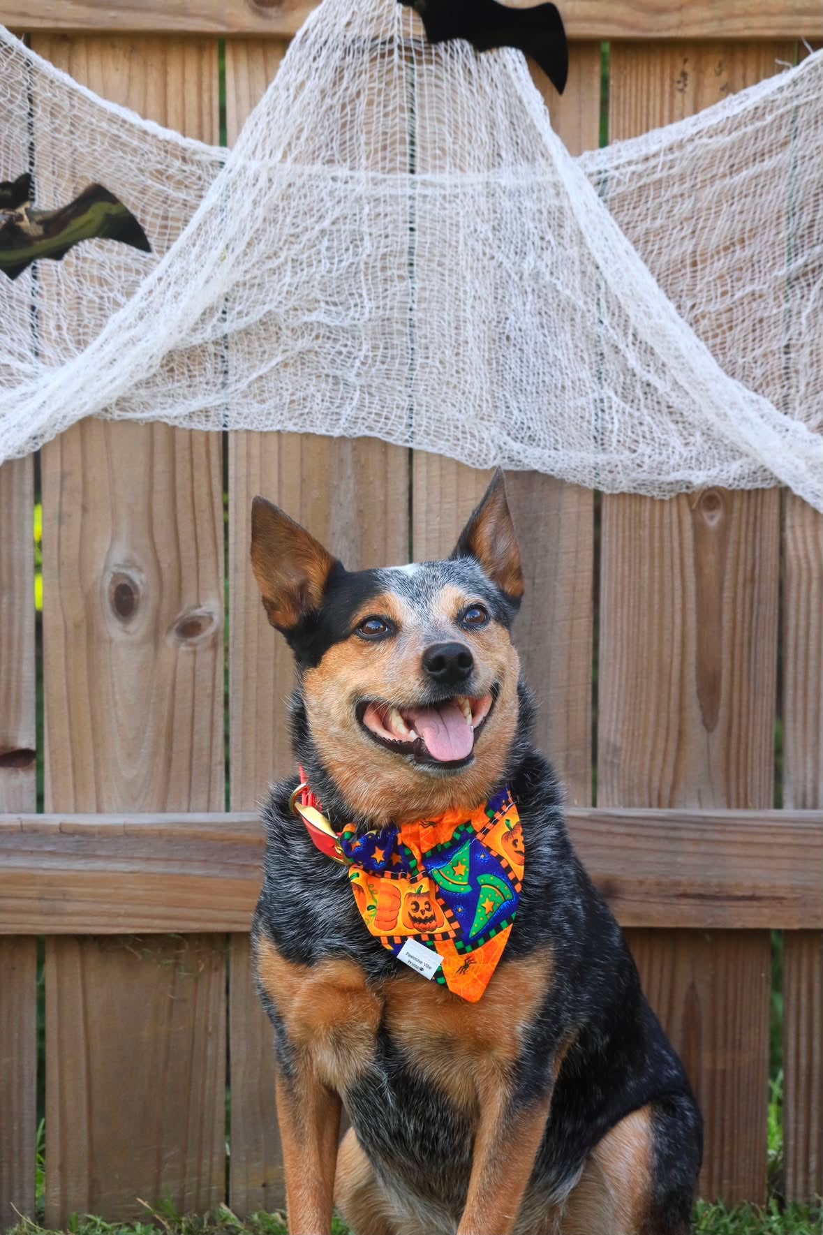 Vintage Halloween Dog Bandana