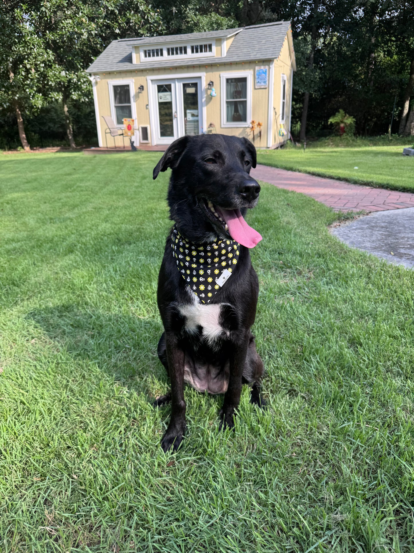 Cute Halloween Dog Bandana
