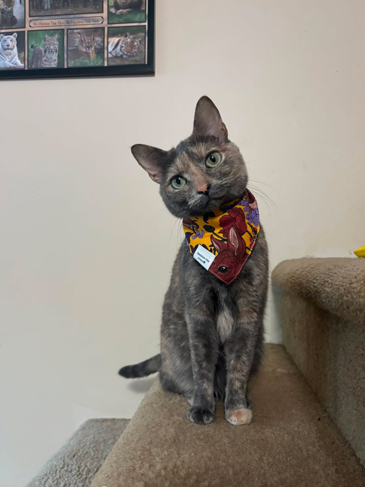Acorn Cat Snap Bandana
